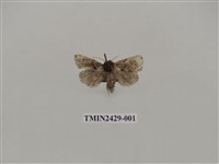 藏品(梯刺蛾)的圖片